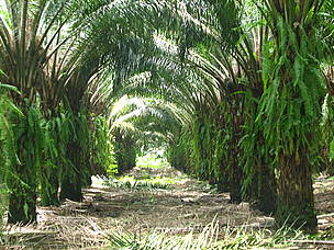 Plantaciones de palma de aceite cubren el suelo para prevenir erosión y controlar malezas. / ©: WWF CARO Plantaciones de palma de aceite cubren el suelo para prevenir erosión y controlar malezas. / ©: WWF CARO