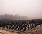Planting palm oil trees in the smoke from forest fires, Riau, Indonesia.<BR>