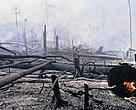 Burning the rainforest to clear land for oil palm tree (Elaesis guineensis) plantations near the Bukit Tigapuluh Nature Reserve, Sumatra, Indonesia.