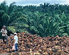 Harvesting palm oil fruits.