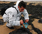 A WWF volunteer helps with clean-up efforts. Baltic Sea, Russia.