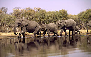 African elephant herd drinking at the Khwai River in the Okavango Delta, Moremi Game Reserve, ... / ©: Martin Harvey / WWF-Canon / ©: Martin Harvey / WWF-Canon