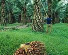 Oil palm plantation, Sumatra, Indonesia.<BR>