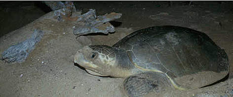 Olive ridley turtles are found on the beaches of French Guiana during the dry season, starting in ... / ©: WWF-Canon / Roger LeGUEN Olive ridley turtles are found on the beaches of French Guiana during the dry season, starting in ... rel=