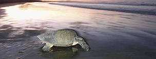  / &copy;: WWF / Carlos Drews