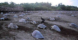 Olive Ridley turtle. / ©: Sebastián Troëng / ©: Sebastián Troëng