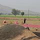 Onion fields in rural Rajasthan © WWF / Melissa Wheeler