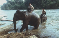Elephants after bath / ©: WWF-Canon / Jane STORY Elephants after bath / ©: WWF-Canon / Jane STORY