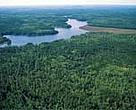 Aerial view of northern Canadian forest, Ontario, Canada.