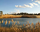 A wetland area at Mata de Sesimbra undergoing restoration.
