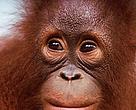 The Orang Utan, one of the inhabitants in the Heart of Borneo