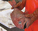 Many deep sea species, such as the orange roughy, are being threatened by overfishing in EU waters.