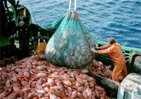 Industrial orange roughy fishery.<BR> / &copy;: Australian Fisheries Management Authority
