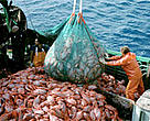 Industrial orange roughy fishery.<BR>