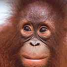 Portrait of a young Orang-utan (Pongo pygmaeus). / ©: WWF-Canon / Alain COMPOST Portrait of a young Orang-utan (<i>Pongo pygmaeus</i>). / ©: WWF-Canon / Alain COMPOST