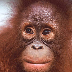 Portrait of a young Orang-utan (<i>Pongo pygmaeus</i>).