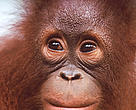 Portrait of a young Orang-utan (<i>Pongo pygmaeus</i>).
