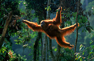 Sumatran orang utan (Pongo abelii) female 'Suma' swinging through the trees with male baby ... / ©: naturepl.com / Anup Shah / WWF / ©: naturepl.com / Anup Shah / WWF