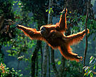 Sumatran orang utan (Pongo abelii) female 'Suma' swinging through the trees with male baby 'Forester' (part of baby snatching story) Gunung Leuser NP, Sumatra, Indonesia
