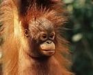 Borneo's largest remaining lowland forest, Sebangau is home to an orang utan population estimated between 2,500 and 4,500.
