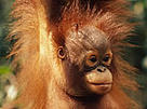 Borneo orang-utan (Pongo pygmaeus). / ©: WWF-Canon / Michel Terrettaz / ©: WWF-Canon / Michel Terrettaz