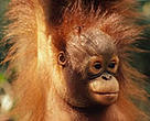 Borneo orang-utan (<I>Pongo pygmaeus</I>).