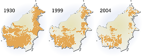 Orangutan distribution on Borneo (Indonesia, Malaysia). The distribution of Orangutan on Borneo is ... / ©: Hugo Ahlenius, UNEP/GRID-Arendal Orangutan distribution on Borneo (Indonesia, Malaysia). The distribution of Orangutan on Borneo is ... rel=