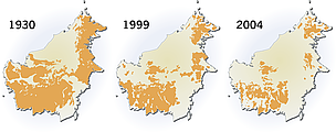 Orangutan distribution on Borneo (Indonesia, Malaysia). The distribution of Orangutan on Borneo is ... / &copy;: Hugo Ahlenius, UNEP/GRID-Arendal