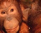 Bornean orangutan, Sabah (Borneo), Malaysia.