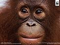 Portrait of a young orang-utan (Pongo pygmaeus) Nyaru Menteng. Central Kalimantan, Indonesia. Borneo / &copy;: Alain Compost / WWF-Canon