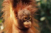 Bornean orang-utan, Sarawak (Borneo), Malaysia.