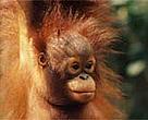 Bornean orang-utan, Sarawak (Borneo), Malaysia.
