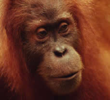 There are an estimated 7,500 orang-utans on Sumatra. / ©: WWF-Canon / Michel TERRETTAZ / ©: WWF-Canon / Michel TERRETTAZ