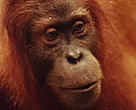Sumatran orang-utan <i>(Pongo pygmaeus abelii)</i> at the Bohorok Rehabilitation Station. Sumatra, Indonesia Project number: ID0100 
