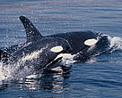 A WWF-supported study shows that killer whales in Norway may be the most toxic animals in the Arctic.