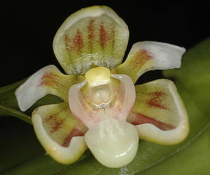 One of eight new orchid species (Cadetia Kutubu) recently discovered in Papua New Guinea. / ©: WWF / Wayne Harris / ©: WWF / Wayne Harris