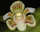 One of eight new orchid species (<i>Cadetia Kutubu</I>) recently discovered in Papua New Guinea.