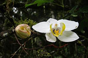 Orchids growing in wild