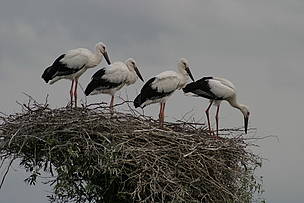Oriental white stork nesting in Amur-Heilong basin floodplains / ©: WWF Russia / Alexandr Klimenko Oriental white stork in Amur-Heilong / ©: WWF Russia / Alexandr Klimenko