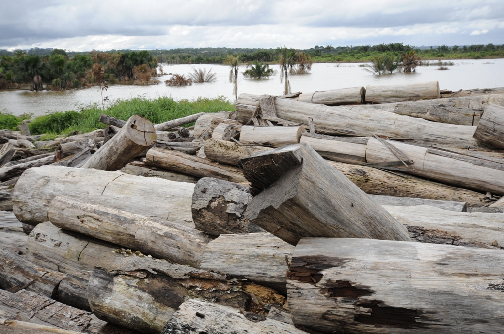 deforestation essay for kids deforestation essay for kids