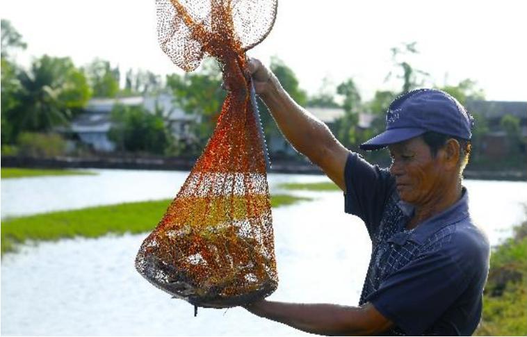 WWF brings shrimp products from 52 small-scale shrimp farmers to international markets through ASC certification and public-private partnership | WWF