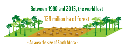 Between 1990 and 2015, the world lost some 129 million ha of forest, an area the size of South Africa