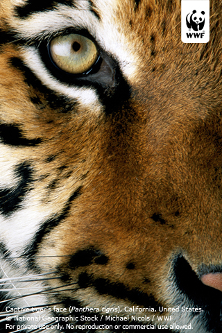 Wallpaper Gallery Wwf