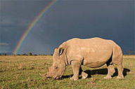 Southern white rhinoceros © naturepl.com / Mark Carwardine / WWF-Canon