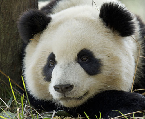 Giant Panda resting in Bifengxia, China.