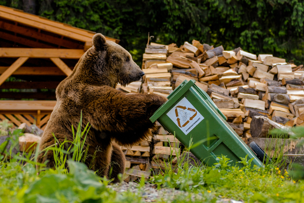 Tomáš Hulík / WWF Medveď hľadajúci potravu v kontajneri