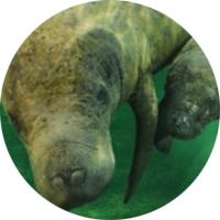 Manatee