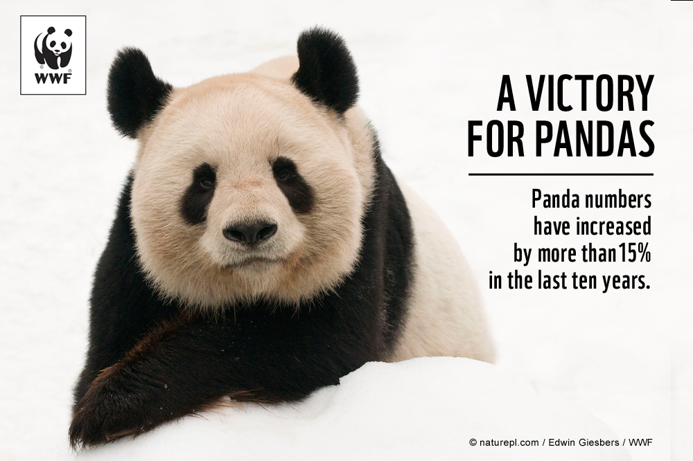 Giant Pandas no longer 'endangered' WWF