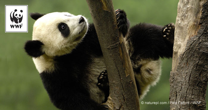 WWF conserves our planet, habitats, & species like the Panda ...