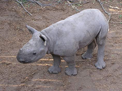  / &copy;: Lowveld rhino trust